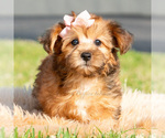Small #4 Yorkipoo