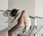 Puppy 4 American Bully