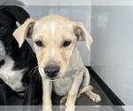 Small Labrador Retriever Mix