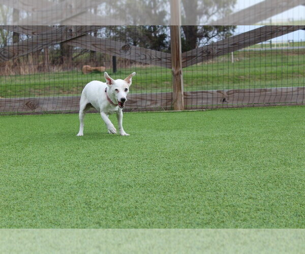 Medium Photo #3 Jack Russell Terrier Puppy For Sale in Chestertown, MD, USA