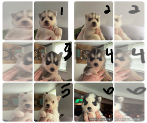 Siberian Husky Puppy for Sale in STANARDSVILLE, Virginia USA