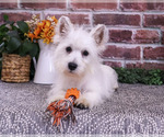 Image preview for Ad Listing. Nickname: Wallace