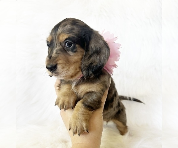 Medium Photo #3 Dachshund Puppy For Sale in DAVIS, CA, USA