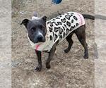 Small #17 American Pit Bull Terrier
