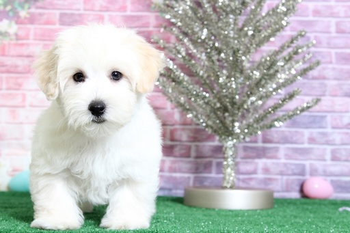 Medium Photo #4 Maltipoo Puppy For Sale in BEL AIR, MD, USA