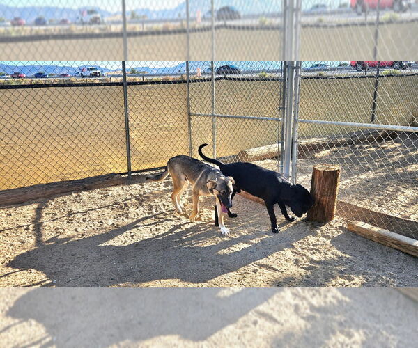 Medium Photo #27 Mutt Puppy For Sale in Lake Forest, CA, USA