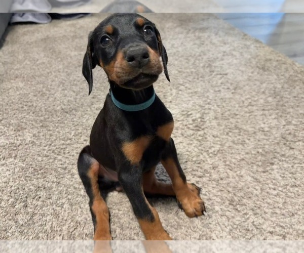 Medium Photo #4 Doberman Pinscher Puppy For Sale in CHEPACHET, RI, USA