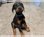Small #3 Doberman Pinscher