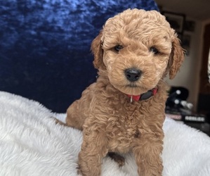 Medium Goldendoodle (Miniature)