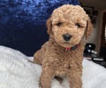 Puppy Red Goldendoodle (Miniature)