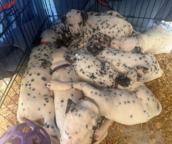 Medium Photo #1 Dalmatian Puppy For Sale in COLTON, CA, USA