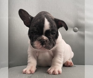 French Bulldog Puppy for sale in JOHNS ISLAND, SC, USA