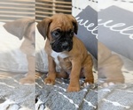 Small Photo #32 Boxer Puppy For Sale in GOSHEN, IN, USA