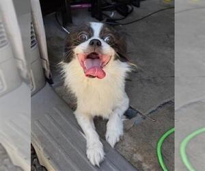 Japanese Chin Dogs for adoption in Fort Lauderdale, FL, USA