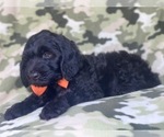 Small Photo #14 Golden Retriever-Goldendoodle Mix Puppy For Sale in LAKELAND, FL, USA