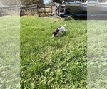 Small Photo #17 German Shorthaired Pointer Puppy For Sale in RIO LINDA, CA, USA