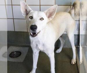 Huskies -Unknown Mix Dogs for adoption in San Antonio, TX, USA