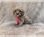 Small #7 Cavapoo (Miniature)