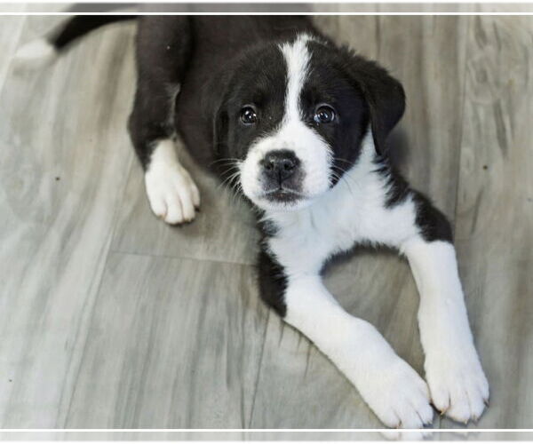 Medium Photo #7 Great Pyrenees-Unknown Mix Puppy For Sale in OKLAHOMA CITY, OK, USA