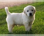 Small Photo #10 Golden Retriever Puppy For Sale in NUNN, CO, USA