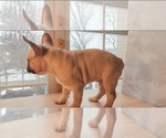 Small Photo #15 French Bulldog Puppy For Sale in MANHATTAN, NY, USA