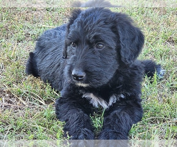 Medium Photo #7 Irish Wolfhound-Poodle (Standard) Mix Puppy For Sale in OMAHA, AR, USA
