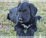 Small Photo #7 Irish Wolfhound-Poodle (Standard) Mix Puppy For Sale in OMAHA, AR, USA