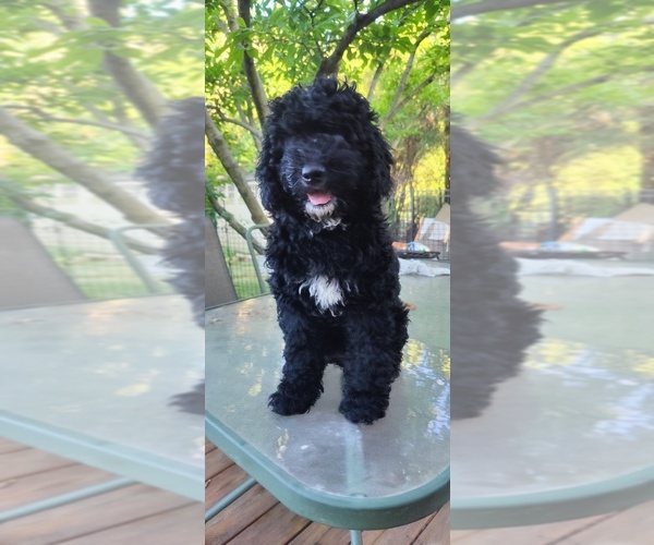 Medium Photo #12 Bernedoodle (Miniature) Puppy For Sale in WILLOWBROOK, IL, USA