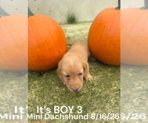 Dachshund Puppy for sale in MONTPELIER, OH, USA