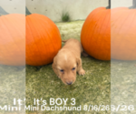 Image preview for Ad Listing. Nickname: Litter of 10