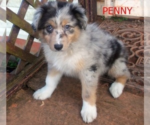 Australian Shepherd Puppy for sale in GLADE HILL, VA, USA