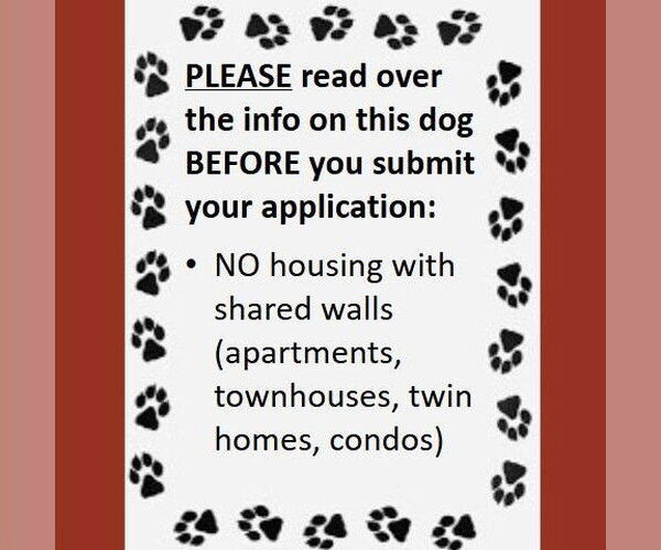 Medium Photo #4 Havanese-Unknown Mix Puppy For Sale in Fargo, ND, USA