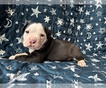 Puppy Ame Alapaha Blue Blood Bulldog