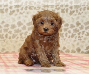 Cavapoo Puppy for sale in DENVER, PA, USA