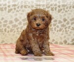 Small Cavapoo