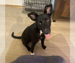 Small #10 Black Mouth Cur Mix