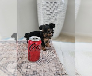 Yorkshire Terrier Puppy for sale in SALEM, OR, USA