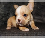 Small Photo #2 French Bulldog Puppy For Sale in VERONA, MO, USA