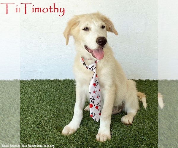Medium Photo #1 Golden Retriever-Unknown Mix Puppy For Sale in San Diego, CA, USA