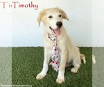 Small Golden Retriever Mix