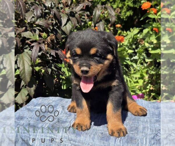 Medium Photo #2 Rottweiler Puppy For Sale in SHIPPENSBURG, PA, USA