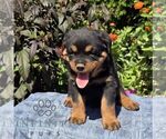 Noble - Male Rottweiler Puppy for Sale - Photo #2