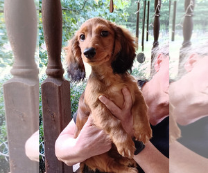 Dachshund Puppy for sale in Six Mile, SC, USA