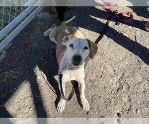 Beagle Dogs for adoption in Corpus Christi, TX, USA