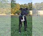 Small #4 Labrador Retriever Mix