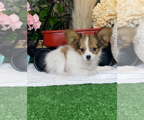 Medium Photo #2 Papillon Puppy For Sale in CANOGA, NY, USA