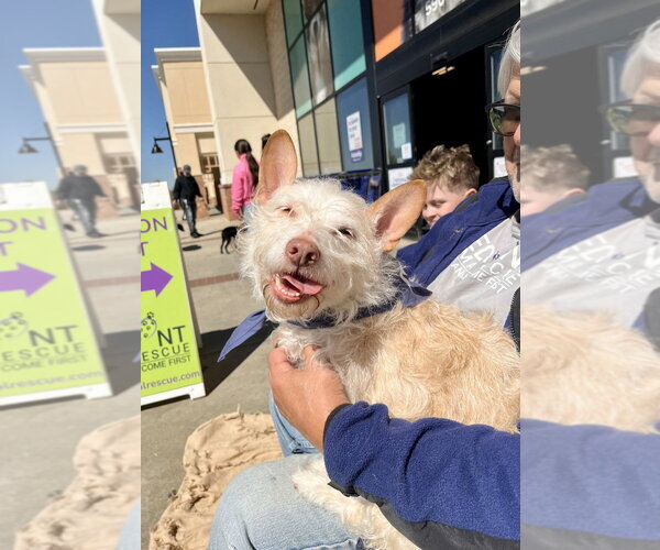 Medium Photo #6 Mutt Puppy For Sale in Mooresville, NC, USA