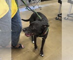 Small #5 Labrador Retriever