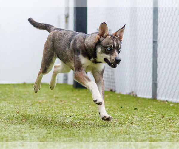 Medium Photo #3 Siberian Husky-Unknown Mix Puppy For Sale in Canton, CT, USA