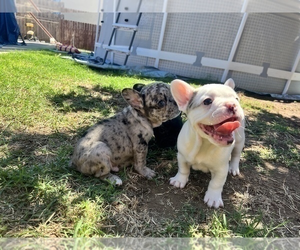 Full screen Photo #2 French Bulldog Puppy For Sale in SAN DIEGO, CA, USA